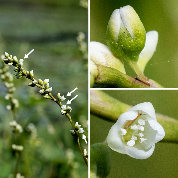 Waterpepper is a rather spare plant, 1-2' tall which needs close observation to be appreciated. 2-7" long spikes of minute flowers, only a few of which are open at any one time, terminate the upper stems; the flower spikes often nod or droop. Each greenish-white flower is ~1/8" long with five tepals covered with glandular pits (see below), green towards the base, brilliant white at the tips, 4-6 white stamens, and 2-3 white styles. The flowers never open very far. P. hydropiper is distinguished by (usually) reddish stems and the presence of tiny glandular pits (often pale yellow or brown, and only visible with magnification) on the greenish portions of the tepals. Cultivated varieties of waterpepper have been eaten in Japan and Europe, but the wild form produces a variety of oils that can cause skin (including the oral mucosa) irritation and swelling.
