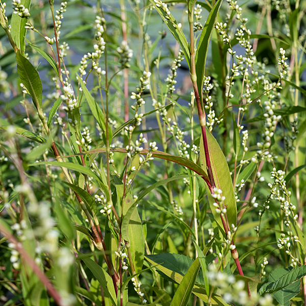 Waterpepper is a rather spare plant, 1-2' tall which needs close observation to be appreciated. Stems are usually red (less commonly green); the leaves are alternate and elongate (up to 3.5" long and 3/4" across). Each leaf has a short petiole whose base and the adjacent stem is wrapped with a thin, membranous sheath (an "ocrea") with vertical ribs and long bristles on its upper edge. Waterpepper is similar to P. punctata (dotted smartweed) and P. hydropiperoides (mild waterpepper). P. hydropiper is distinguished by (usually) reddish stems and the presence of tiny glandular pits (often pale yellow or brown, and only visible with magnification) on the greenish portions of the tepals. Cultivated varieties of waterpepper have been eaten in Japan and Europe, but the wild form produces a variety of oils that can cause skin (including the oral mucosa) irritation and swelling.