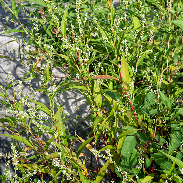 Waterpepper is a rather spare plant, 1-2' tall which needs close observation to be appreciated. Stems are usually red (less commonly green); the leaves are alternate and elongate (up to 3.5" long and 3/4" across). Each leaf has a short petiole whose base and the adjacent stem is wrapped with a thin, membranous sheath (an "ocrea") with vertical ribs and long bristles on its upper edge. P. hydropiper is distinguished by (usually) reddish stems and the presence of tiny glandular pits (often pale yellow or brown, and only visible with magnification) on the greenish portions of the tepals. Cultivated varieties of waterpepper have been eaten in Japan and Europe, but the wild form produces a variety of oils that can cause skin (including the oral mucosa) irritation and swelling.