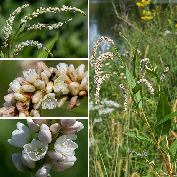 Pale smartweed is a very tall smartweed (2.5-4') characterized by long, dense, drooping, whitish flower clusters and the absence of bristles on the leaf sheaths (ocreae). Stems terminate in drooping flower spikes 2-8" long, densely packed with small (1/8" long) flowers. Individual flowers have 4-5 greenish-white to pinkish tepals, 5-6 stamens with pink anthers and two styles. Because the flowers open only at their tips, the reproductive structures are difficult to observe. After fertilization, a three-angled seed, 2 mm across, develops nestled in the tepals. This is the largest smartweed that occurs in Illinois. Pale smartweed prefers wet soils (e.g., the shores of water bodies). Pale smartweed is similar to Pennsylvania smartweed (Persicaria pennsylvanica) but that plant has erect, cylindrical flower spikes and the flowers are pink or reddish.