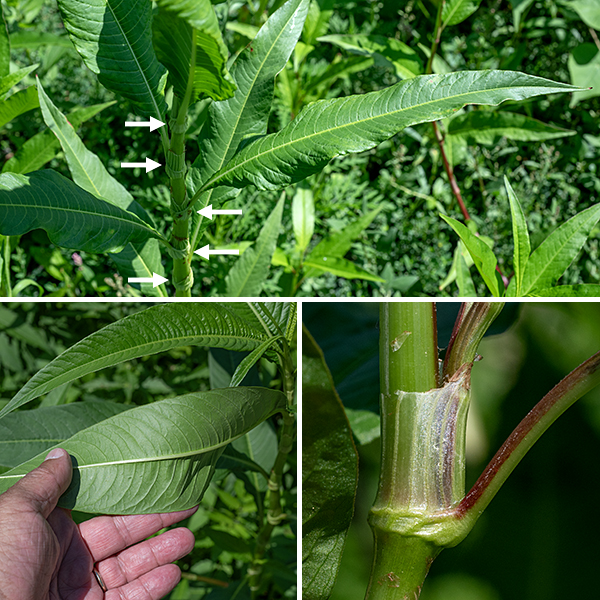 Pale smartweed is a very tall smartweed (2.5-4') characterized by long, dense, drooping, whitish flower clusters and the absence of bristles on the leaf sheaths (ocreae). Stems are light green to red, slightly swollen where the petioles join the stems; the ocreae that wrap the petiole-stem junction have dark longitudinal lines but lack protruding bristles. Leaves are four times longer than wide (up to 8" long), dark green, sharply-pointed, lance-shaped, with a wide, rounded base, short (