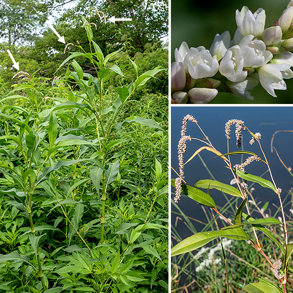 Pale smartweed is a very tall smartweed (2.5-4') characterized by long, dense, drooping, whitish flower clusters and the absence of bristles on the leaf sheaths (ocreae). Stems are light green to red, slightly swollen where the petioles join the stems; the ocreae that wrap the petiole-stem junction have dark longitudinal lines but lack protruding bristles. This is the largest smartweed that occurs in Illinois. Pale smartweed prefers wet soils (e.g., the shores of water bodies). Pale smartweed is similar to Pennsylvania smartweed (Persicaria pennsylvanica) but that plant has erect, cylindrical flower spikes and the flowers are pink or reddish.