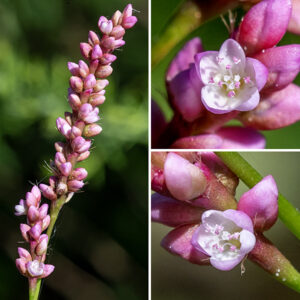 Creeping smartweed is another weedy exotic, but its charm increases as you look closer. The flower spikes are 1.5" long and <1/4" wide; they are covered with tiny (~1/8" long) flowers with five pink tepals, only a few of which are open at any one time. (Petals are absent.) There are five stamens with pink or yellow anthers and three styles hidden within the flower; they are visible only with difficulty. At the base of each flower is a small membranous sheath with bristles as long or longer than the flowers (not present on all flowers). After fertilization, a three-angled seed that tapers to a point on each end develops nestled in the tepals. This is an Asian species that was introduced to North America around 1910 near Philadelphia and reached Illinois in the 1940's; it strongly prefers wet soils. Creeping smartweed resembles lady's-thumb (Persicaria maculosa), but creeping smartweed's sprawling habit and the long bristles associated with the flowers are distinctive.