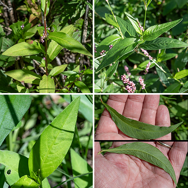 Creeping smartweed's leaves are alternate, three times longer than wide, oval and tapering at both ends, with smooth margins. At the base of each leaf is a membranous sheath that has long bristles along the upper edge. This is an Asian species that was introduced to North America around 1910 near Philadelphia and reached Illinois in the 1940's; it strongly prefers wet soils. Creeping smartweed resembles lady's-thumb (Persicaria maculosa), but creeping smartweed's sprawling habit and the long bristles associated with the flowers are distinctive.