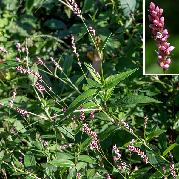 Creeping smartweed is another weedy exotic. The stems are light green to reddish brown, 2' long, usually recumbent with the tips of the stems vertical. The leaves are alternate, three times longer than wide, oval and tapering at both ends, with smooth margins. At the base of each leaf is a membranous sheath that has long bristles along the upper edge. The flower spikes are 1.5" long and
