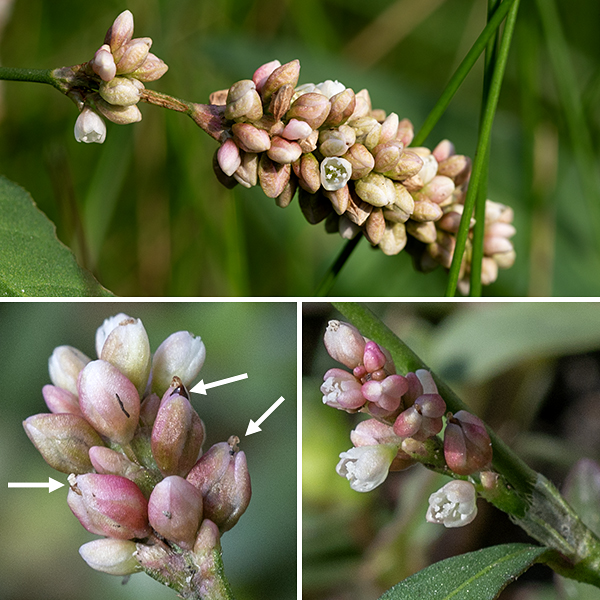 Lady's-thumb is an exotic, native to Europe, but has a long history in North America — it was first reported from the Great Lakes in 1843. Flower spikes (racemes) are 1/2-1.5" long and densely covered with tiny (1/8" long) pinkish-white flowers; flower color is quite variable, even within a single flower spike. The flowers are "shy" and often open only at the tips of the 4 or 5 sepals (there are no petals); both the six stamens and the single style (divided into three towards the distal end) remain hidden. Seeds are black; they develop singly within the persistent sepals and remain largely hidden by the sepals; they can be found on flower heads still blooming. Lady's-thumb prefers wet habitats.