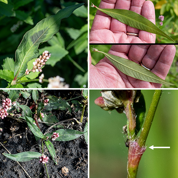 The height of lady's-thumb plants (1/2-2') is quite variable and depends on growing conditions. The leaves are linear, 6" long and 1" across, with smooth margins; they are nearly sessile or attached by a short petiole. A fringed sheath ("ocrea") wraps around the stem at the leaf joint. An oval or triangular blackish-purple smudge in the middle of the leaves is characteristic (common, but not universal). Lady's-thumb prefers wet habitats.