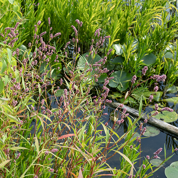 Lady's-thumb is an exotic, native to Europe, but has a long history in North America — it was first reported from the Great Lakes in 1843. The height of lady's-thumb plants (1/2-2') is quite variable and depends on growing conditions. An oval or triangular blackish-purple smudge in the middle of the leaves is characteristic (common, but not universal). Lady's-thumb prefers wet habitats.
