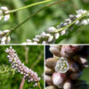 Pennsylvania smartweed flower spikes are 3/4-2" long, distinctly cylindrical with a blunt tip, erect, and densely covered with white, pink, or reddish flowers, only a few of which are open at any time. The peduncle of the flower spike is usually covered with short glandular hairs. Individual flowers are ~1/8" long, and have five tepals (white, light pink, or rose pink), 6-8 stamens with yellow, white, or pink anthers and two styles. Pennsylvania smartweed is a particularly variable species and may be difficult to identify unequivocally. If the stems zig-zag between nodes, if the flower stalks' peduncules are covered with glandular hairs, or if the flower spikes are short, cylindrical and erect, the specimen is likely to be Pennsylvania smartweed, but any or all of these features may be missing.