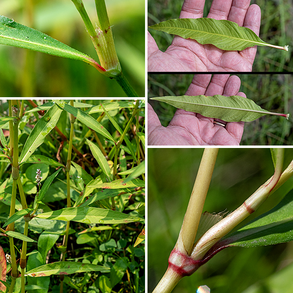 Pennsylvania smartweed stems are green to reddish, relatively stout (for a smartweed), with a tendency to zig-zag between leaf nodes. The leaves are alternate, up to 7" long and 2.5" wide, medium-green, hairless, lance-shaped with tapered or wedge-shaped bases, and with smooth margins. The leaf petioles are