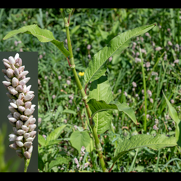 Pennsylvania smartweed gets up to 1-4' tall, but is usually under 3'.  The stems are green to reddish, relatively stout (for a smartweed), with a tendency to zig-zag between leaf nodes. The leaves are alternate, up to 7" long and 2.5" wide, medium-green, hairless, lance-shaped with tapered or wedge-shaped bases, and with smooth margins. The leaf petioles are