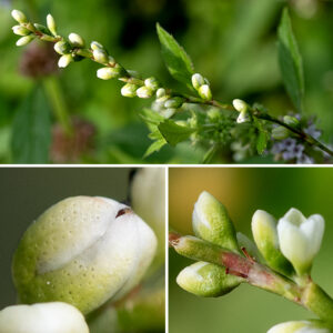 Dotted smartweed (Persicaria punctata) is a very common smartweed in Illinois wetlands. The upper stems produce spike-like racemes 2-6" long with white to greenish-white flower buds and flowers sparsely distributed along their length. Individual flowers are about 1/8" long with five white tepals covered with glandular depressions (best viewed with a hand lens). There are 6-8 stamens with red or pink stamens; the single style divides into two or three branches near its base. The flowers only open at their tips. The single seed is three-angled, oblong, and shiny brown to black; it remains tightly enclosed in the tepals as it develops. In Jackson Park, only dotted smartweed and waterpepper (Persicaria hydropiper) have glandular depressions on the surface of the flower tepals.