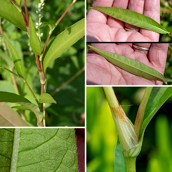 Dotted smartweed (Persicaria punctata) stems are narrow, round, and hairless, red or green in color; they tend to swell slightly at the ocreae. The leaves are alternate, up to 6" long and 3/4" across, lance-shaped or oval and usually hairless with short hairs along the margins but covered with dot-like pits, especially on the underside; most leaves taper to short (1/2") petioles but some are sessile. At the base of each leaf (where it attaches to the stem) a membranous sheath (ocraea) with a few bristles along the upper edge wraps the stem and leaf base, but the ocrea dries up and falls off with time.