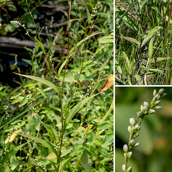 Dotted smartweed (Persicaria punctata) is a very common smartweed in Illinois wetlands. It is a sparse but largely erect plant, 1-2.5' tall, with occasional branches. The stems are narrow, round, and hairless, red or green in color; they tend to swell slightly at the ocreae. In Jackson Park, only dotted smartweed and waterpepper (Persicaria hydropiper) have glandular depressions on the surface of the flower tepals.