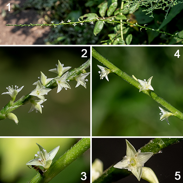 A relative of the smartweeds and lady's thumb, jumpseed consist of a single, unbranched stem 1-2' tall with an apical inflorescence that can add an additional 16". Flowers are brilliant white, tiny (