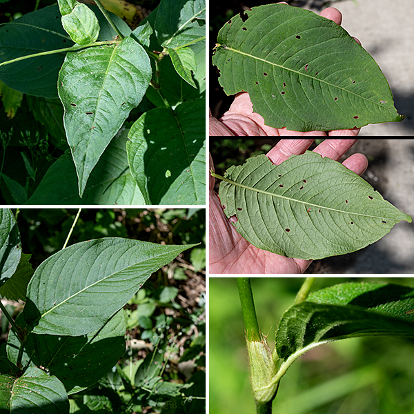 A relative of the smartweeds and lady's thumb, jumpseed consist of a single, unbranched stem 1-2' tall with an apical inflorescence that can add an additional 16". Leaves are alternate, oval, up to 3x6" with pinnate venation and a smooth margin. The leaves have short (1/4-3/4") petioles with a sheath ("ocrea") that wraps around the stem. Leaves and stem bear minimal hairs except for the underside of the veins on the lower leaves. Jumpseed is easy to tell from other smartweeds by the very long inflorescence with sparsely distributed flowers and very large leaves.