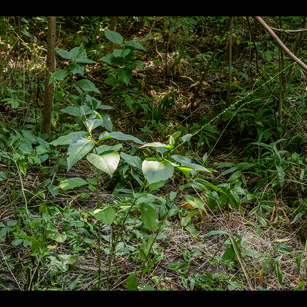 A relative of the smartweeds and lady's thumb, jumpseed consist of a single, unbranched stem 1-2' tall with an apical inflorescence that can add an additional 16". Jumpseed is easy to tell from other smartweeds by the very long inflorescence with sparsely distributed flowers and very large leaves.