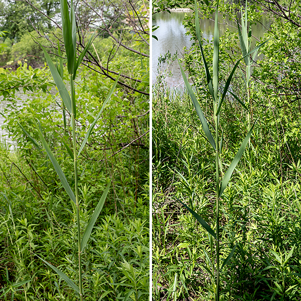 Reed canary-grass is a very widespread species (the native range is circumboreal in the Northern Hemisphere) that is listed as "vulnerable" in Illinois. It is a wetland grass that reaches heights of 3-5 feet; plants tend to be widely spaced on Jackson Park although they are known to produce clonal colonies elsewhere. The leaves are flat, alternate, and evenly spaced along the culm. The leaf blades reach up to 12 long and 3/4" across; they are green or blue-gray and hairless with continuous (but rough-textured) margins. The leaf base is much wider than the culm (stem) which it clasps tightly; the leaf sheaths look like an extension of the leaf in both color and appearance. When reproductive (early-midsummer), the culms produce a narrowly-pyramidal panicle up to 10" long and 2-3" across of spikelets that bear the florets. Spikelets are initially green but fade over time to a light tan color. The stem and leaves all turn a diagnostic light tan during the late fall and winter; the leaves mostly remain attached.