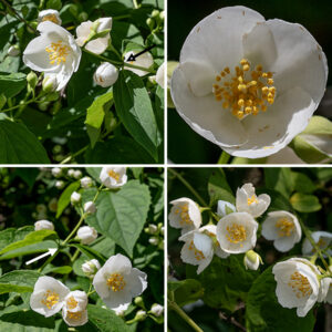 Sweet mock-orange inflorescences are racemes with 5-7 fragrant flowers; the most basal pair of flowers arise directly from the leaf axils. Individual flowers are 1-1.5" across, have four triangular green sepals, four brilliant white petals, 20-50 white stamens with orange anthers, and four white styles with yellow-orange stigmas. The styles are closely appressed proximally, separate distally.