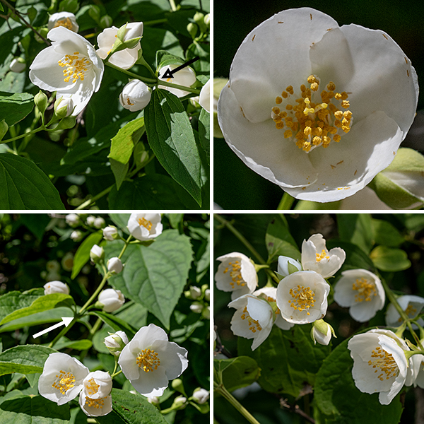 Sweet mock-orange inflorescences are racemes with 5-7 fragrant flowers; the most basal pair of flowers arise directly from the leaf axils. Individual flowers are 1-1.5" across, have four triangular green sepals, four brilliant white petals, 20-50 white stamens with orange anthers, and four white styles with yellow-orange stigmas. The styles are closely appressed proximally, separate distally.