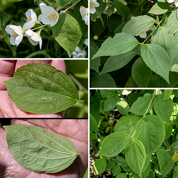 Sweet mock-orange is an up to 12' tall shrub native to eastern Europe that is widely cultivated and widely escapes cultivation. Young stems are green; older stems and branches are covered with reddish-brown, peeling bark. Overall, the shrub is dense and tends to be twiggy. The leaves are opposite, broadly lance-shaped or elliptical coming to a narrow, sharp point at the tip, up to 4" long 2.5" across, with a short (1/4" long) petiole. Leaf bases are rounded or heart--shaped; leaf margins may be smooth or toothed to varying degrees. The inflorescences are racemes with 5-7 fragrant flowers; the most basal pair of flowers arise directly from the leaf axils.