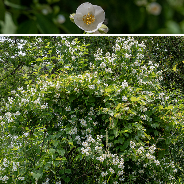 Sweet mock-orange is an up to 12' tall shrub native to eastern Europe that is widely cultivated and widely escapes cultivation. Young stems are green; older stems and branches are covered with reddish-brown, peeling bark. Overall, the shrub is dense and tends to be twiggy.