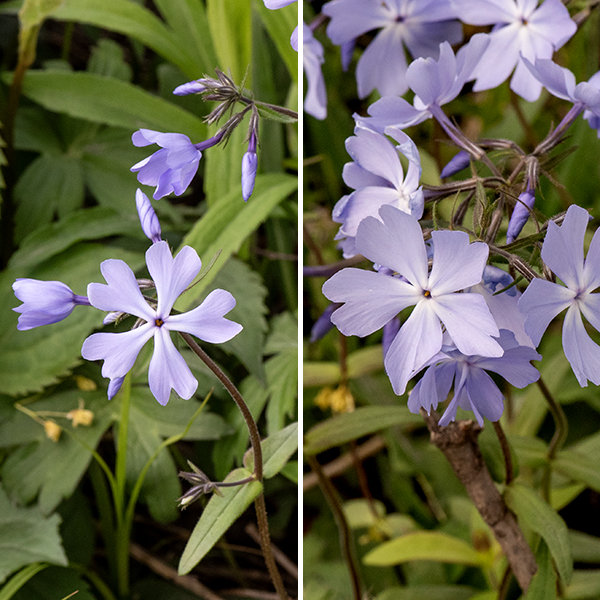 Cleft phlox flowers are supported by 1" pedicels, are 3/4" across, white or pale violet, with a tubular corolla that flares into five petal-like lobes that are each deeply cleft at their tips; the throat is very narrow. A three-lobed stigma and the orange anthers of the stamens lie just within the opening to the throat of the flower. Cleft phlox is endemic to the Midwest. The cleft petal lobes distinguish cleft phlox from all other Phlox species.