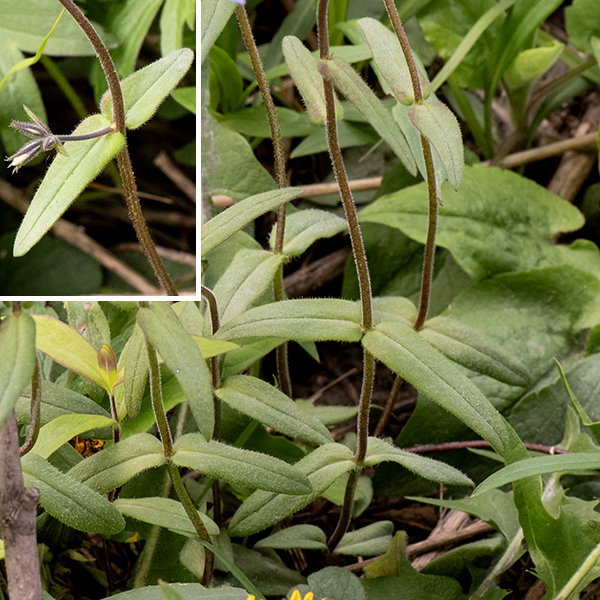 Cleft phlox plants are about 1' tall; the stems, flower pedicels, and leaves are all notably hairy. The stems and flower pedicels are reddish-green to brown in color. The leaves are opposite, and sessile; they are 2" long and 1/2" wide with a sharply pointed tip. Each pair of leaves are oriented at 90° to the leaves above and below (if present). Cleft phlox is endemic to the Midwest. The cleft petal lobes distinguish cleft phlox from all other Phlox species.