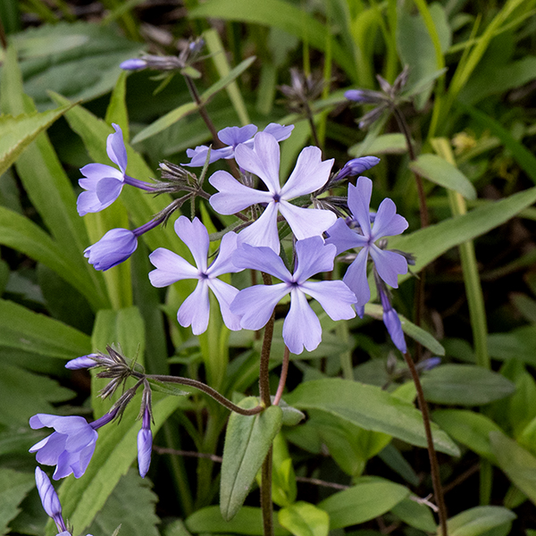 Cleft phlox plants are about 1' tall; the stems, flower pedicels, and leaves are all notably hairy. The stems and flower pedicels are reddish-green to brown in color. The leaves are opposite, and sessile; they are 2" long and 1/2" wide with a sharply pointed tip. Each pair of leaves are oriented at 90° to the leaves above and below (if present). The flowers are supported by 1" pedicels, are 3/4" across, white or pale violet, with a tubular corolla that flares into five petal-like lobes that are each deeply cleft at their tips; the throat is very narrow. A three-lobed stigma and the orange anthers of the stamens lie just within the opening to the throat of the flower. Cleft phlox is endemic to the Midwest. The cleft petal lobes distinguish cleft phlox from all other Phlox species.