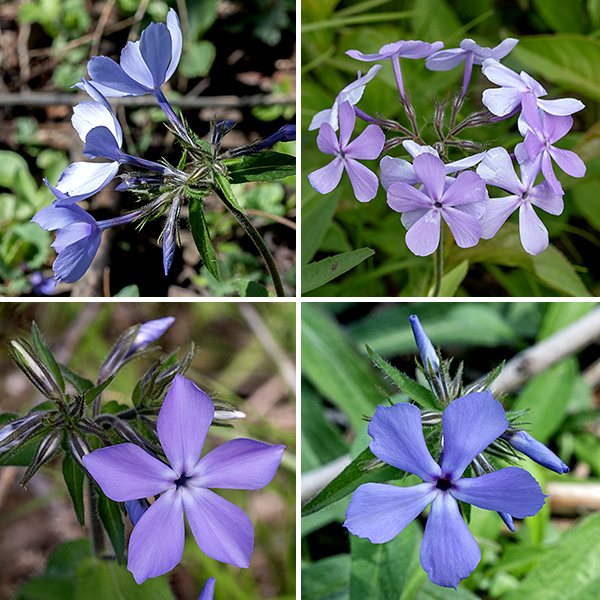 Woodland phlox is a 1-1.5' tall plant with a fuzzy to hairy stem, light green or reddish brown in color. Leaves are opposite (or sometimes in a three-leaf whorl), sessile or clasping the stem, three times longer than wide, lance-shaped with smooth margins, and fuzzy to hairy overall with short hairs around the margins. The flowers are 1" across, pale blue-violet, lavender, or (rarely) white, and with a long, narrow tubular throat that abruptly flares into five petal-like, spoon-shaped lobes. The calyx is green or reddish-green, hairy, with five long, narrow teeth almost half the length of the flower, spreading near their tips. The five stamens and style are hidden within the throat. Woodland phlox has relatively broader leaves than other Phlox species and has a more intense blue-violet (and less pink) color.