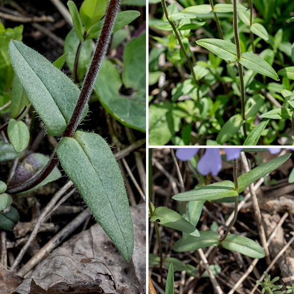 Woodland phlox is a 1-1.5' tall plant with a fuzzy to hairy stem, light green or reddish brown in color. Leaves are opposite (or sometimes in a three-leaf whorl), sessile or clasping the stem, and three times longer than wide; each leaf pair is perpendicular to the pairs above and below. They are lance-shaped with smooth margins, and are fuzzy to hairy overall with short hairs around the margins. Woodland phlox has relatively broader leaves than other Phlox species and has a more intense blue-violet (and less pink) color.