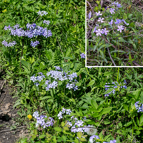 Woodland phlox is a 1-1.5' tall plant with a fuzzy to hairy stem, light green or reddish brown in color. Leaves are opposite (or sometimes in a three-leaf whorl), sessile or clasping the stem, three times longer than wide, lance-shaped with smooth margins, and fuzzy to hairy overall with short hairs around the margins. Woodland phlox has relatively broader leaves than other Phlox species and has a more intense blue-violet (and less pink) color.