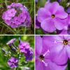 Smooth phlox is a 1-2' tall plant with an unbranched, hairless stem topped with a slightly domed cluster of 3-20 pink or lavender flowers. Each flower is about 3/4" across and has a long, tubular throat that abruptly flares into five petal-like lobes; each lobe is wedge-shaped and overlaps the next lobe clockwise. The calyx (also hairless) consists of five triangular segments that taper rapidly to sharp points; the calyx is