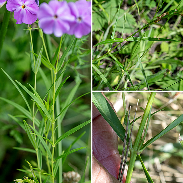 Smooth phlox is a 1-2' tall plant with an unbranched, hairless stem. The leaves are long and narrow (seven times longer than wide), lance-shaped, tapering to a sharp tip, and hairless; they have a prominent midvein, and smooth margins that are slightly rolled under. The upper surface of the leaves is a shiny green; the underside is a duller pale green. The leaves are almost always sessile, are opposite, and produce obvious swollen nodes where they attach to the stem. Smooth phlox flowers resemble prairie phlox (P. bifida) but the latter species is quite hairy on the stems, leaves, and the exterior of the flower (the calyx); smooth phlox is hairless. Checking the hairiness (or lack thereof) of the calyx is the quickest way to tell prairie phlox from smooth phlox.