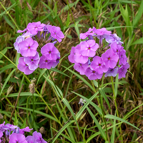 Smooth phlox is a 1-2' tall plant with an unbranched, hairless stem topped with a slightly domed cluster of 3-20 pink or lavender flowers. Smooth phlox flowers resemble prairie phlox (P. bifida) but the latter species is quite hairy on the stems, leaves, and the exterior of the flower (the calyx); smooth phlox is hairless. Checking the hairiness (or lack thereof) of the calyx is the quickest way to tell prairie phlox from smooth phlox.