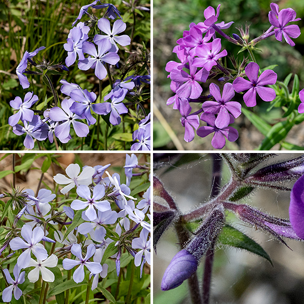 Prairie phlox is a compact, single-stemmed, plant 1/2-1.75' tall with (typically) a dome-shaped cluster of flowers at the apex. Individual flowers are 1/2-3/4" across, pink or lavender (rarely white); the corolla is tubular with five wedge-shaped, petal-like lobes often with darker markings (nectar guides) near the throat; the corolla is hairy on all external surfaces. The throat is very narrow; the five stamens with yellow anthers are recessed but just visible. The very short, tubular, hairy calyx base is green, with five long, narrow teeth that extend parallel to the narrow throat (also hairy) of the corolla. The fruit is oval and shorter than the calyx (in which it develops); when ripe, the capsule splits explosively, flinging the seeds in all directions. The species name ("pilosa") means "hairy" in Latin, and this species is indeed hairy on almost every surface. Prairie phlox flowers resemble smooth phlox (P. glaberrima) and, to a lesser extent, woodland phlox (P. divaricata), but the former species is quite hairy on the stems, leaves, and the exterior of the flower (the calyx); smooth phlox is hairless. Checking the hairiness (or lack thereof) of the calyx is the quickest way to tell prairie phlox from smooth phlox; checking the hairiness of the exterior of the corolla tube will distinguish woodland phlox (hairless) from prairie phlox (hairy).