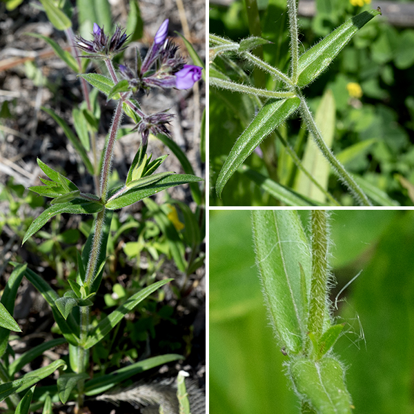 Prairie phlox is a compact, single-stemmed, plant 1/2-1.75' tall. The stem is purplish-green (or brown) to light green, densely covered with spreading white hairs. The leaves are opposite (upper leaves sometimes subopposite), sessile, up to 3" long and very narrow (about eight times longer than wide), lance shaped with a sharp pointed tip, and variously hairy except around the densely hairy margins and the undersides of the main veins. The species name ("pilosa") means "hairy" in Latin, and this species is indeed hairy on almost every surface. Prairie phlox flowers resemble smooth phlox (P. glaberrima) and, to a lesser extent, woodland phlox (P. divaricata), but the former species is quite hairy on the stems, leaves, and the exterior of the flower (the calyx); smooth phlox is hairless. Checking the hairiness (or lack thereof) of the calyx is the quickest way to tell prairie phlox from smooth phlox; checking the hairiness of the exterior of the corolla tube will distinguish woodland phlox (hairless) from prairie phlox (hairy).