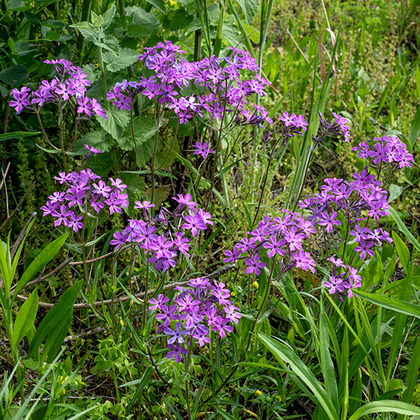 Prairie phlox is a compact, single-stemmed, plant 1/2-1.75' tall. The stem is purplish-green (or brown) to light green, densely covered with spreading white hairs. The species name ("pilosa") means "hairy" in Latin, and this species is indeed hairy on almost every surface. Prairie phlox flowers resemble smooth phlox (P. glaberrima) and, to a lesser extent, woodland phlox (P. divaricata), but the former species is quite hairy on the stems, leaves, and the exterior of the flower (the calyx); smooth phlox is hairless. Checking the hairiness (or lack thereof) of the calyx is the quickest way to tell prairie phlox from smooth phlox; checking the hairiness of the exterior of the corolla tube will distinguish woodland phlox (hairless) from prairie phlox (hairy).