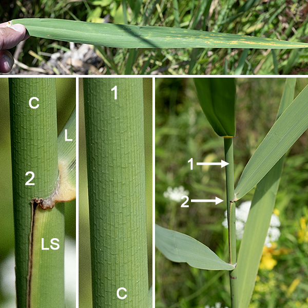 giant_reed_6359giant reedPhragmites australisSW corner of Jackson Park Inner HarborJackson ParkChicago, IL41.7764° N-87.5779° W (±5 m)183 m