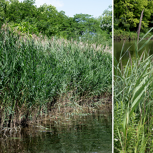 The species of giant reed present in Jackson Park is Phragmites australis subspecies australis, the European giant (or common) reed (based on the junction between the leaf and the leaf sheath) (see below).  However, Phragmites often hybridizes with other introduced exotic varieties, so it is possible that the Jackson Park forms have traits derived from other subspecies. Giant reed is a grass that grows 4-16' tall (the tallest native grass in Illinois), often in dense, clonal stands; the plants may be erect or may lean over to varying degrees. Giant reed prefers constantly moist (but not wet) soils so tends to occur along shorelines but not far past the water's edge.