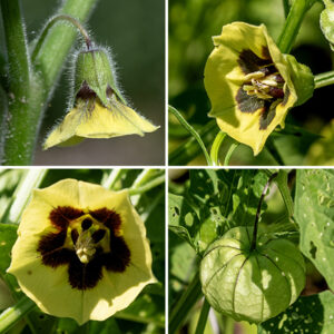 Clammy groundcherry flowers arise at the junction of two branches or at a leaf axil on 1/4", arching pedicels that permit the flower to droop. The flowers are up to 3/4" across, consisting of a green calyx half the length of the flower with five triangular teeth, a funnel-shaped, pale-yellow corolla with five shallow lobes, five stamens with large, creamy-yellow anthers, and a single central pistil. In the interior of the corolla surrounding the ovary are five brown smudges, one on each corolla lobe, that merge centrally into a purple-brown ring covering the ovary. Both the pedicel and the calyx are also covered with fine white hairs. After fertilization, the flowers are replaced by green (later brown) hollow husks (a persistant calyx), heart-shaped in longitudinal section, covering a 1/2" diameter spherical, green fruit that becomes yellow when ripe. All parts of clammy ground cherry contain a glycoalkaloid poison called solanine that causes a series of unpleasant and sometimes potentially fatal symptoms; clammy groundcherry is avoided by mammalian herbivores. Only the RIPE fruit is edible.
