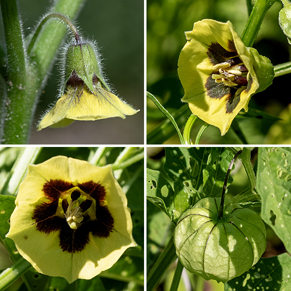 Clammy groundcherry flowers arise at the junction of two branches or at a leaf axil on 1/4", arching pedicels that permit the flower to droop. The flowers are up to 3/4" across, consisting of a green calyx half the length of the flower with five triangular teeth, a funnel-shaped, pale-yellow corolla with five shallow lobes, five stamens with large, creamy-yellow anthers, and a single central pistil. In the interior of the corolla surrounding the ovary are five brown smudges, one on each corolla lobe, that merge centrally into a purple-brown ring covering the ovary. Both the pedicel and the calyx are also covered with fine white hairs. After fertilization, the flowers are replaced by green (later brown) hollow husks (a persistant calyx), heart-shaped in longitudinal section, covering a 1/2" diameter spherical, green fruit that becomes yellow when ripe. All parts of clammy ground cherry contain a glycoalkaloid poison called solanine that causes a series of unpleasant and sometimes potentially fatal symptoms; clammy groundcherry is avoided by mammalian herbivores. Only the RIPE fruit is edible.