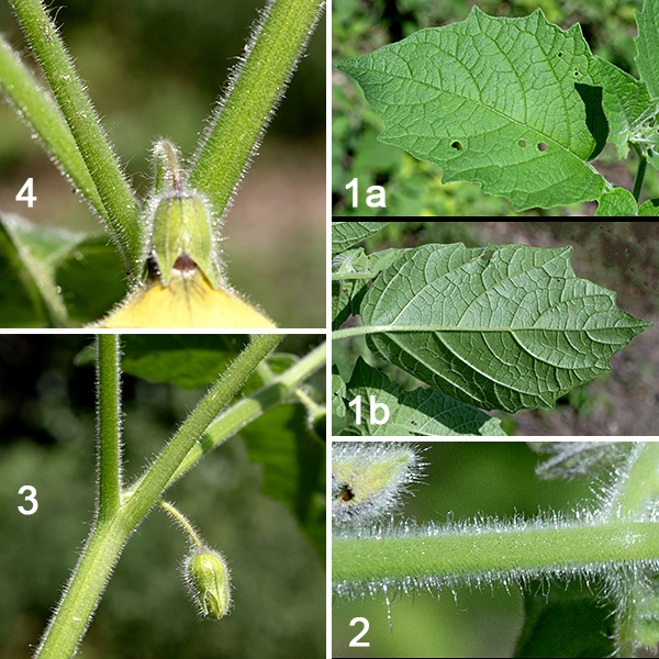 Clammy groundcherry is a relatively short plant (1.5-2.5' tall) native to Illinois that branches frequently to form a dense plant. The origin of the common name is obscure (to me) but the dense coat of long white hairs like a fur coat on the round stems suggests a possible explanation. The leaves are alternate, yellowish-green, and up to 4" long and 3" across; they are heart-shaped or broadly lance-shaped with a rounded base, irregular and often undulating margins, and a 3/4" long petiole. The leaves and their petioles are also covered with soft, fine, white hairs. All parts of clammy ground cherry contain a glycoalkaloid poison called solanine that causes a series of unpleasant and sometimes potentially fatal symptoms; clammy groundcherry is avoided by mammalian herbivores. Only the RIPE fruit is edible.