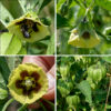 Smooth groundcherry flowers are yellow, bell-shaped, with five purplish-brown patches near the center, five stamens with yellow or purple anthers, and a single pistil; the flowers are suspended from a purplish-green pedicel 3/4-1" long. After fertilization, the flowers are replaced by a tomatillo-like fruit (often with ten purple meridional lines) that is a green (later brown) hollow husk (a persistant calyx) that is heart-shaped in longitudinal section, covering a 1/2" diameter spherical, green miniature tomato that becomes yellow when ripe. All parts of smooth groundcherry contain a glycoalkaloid poison called solanine that causes a series of unpleasant and sometimes potentially fatal symptoms; smooth groundcherry is avoided by mammalian herbivores. Only the RIPE fruit is edible (said to taste like an underripe strawberry).
