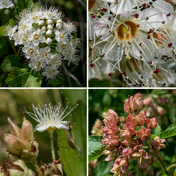 Ninebark produces round or domed clusters (racemes) of 30-50 flowers on the tips of young stems. Individual flowers are about 1/2" across; they have a light green calyx with five triangular teeth, five white petals, 30-40 pink-tipped stamens, and 3-5 styles with yellow stigmas. The inside surface of the flower between the styles and the base of the stamens (the hypanthium) is prominently colored tan, orange, or red. After fertilization, each flower produces 2-5 adjacent fruits "follicles"), greenish-red in color, drooping from the long, slender flower pedicels. Single follicles contain a single, hard seed; the follicles are about 8 mm long with a slender, pointed beak protruding from one side. There are two varieties of ninebark characterized by whether the surface of the follicle is hairy; the variety present in Jackson Park (var. intermedius) has a hairy surface.