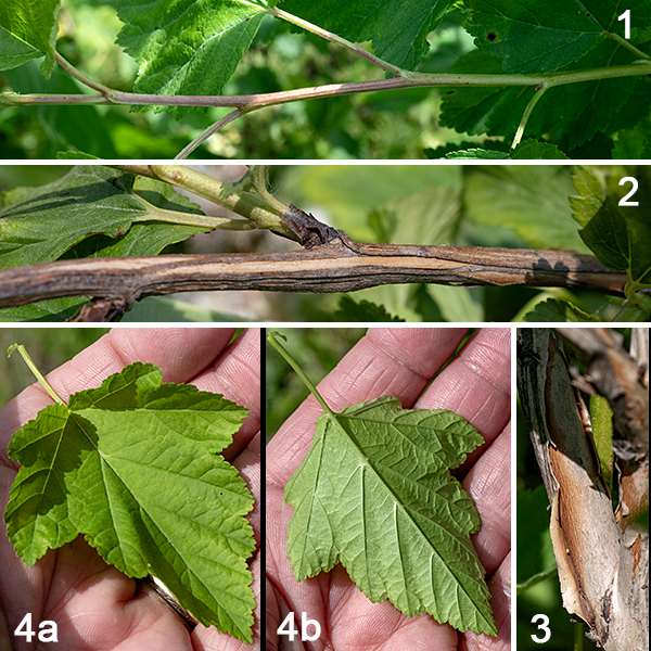 Ninebark is a multistemmed native shrub that can be 3-9' tall; the stems are often recurved and often divide into smaller stems. Young stems are light green to reddish and hairless; older stems are dark brown whose bark shreds into thin strips or broad sheets. The leaves are alternate, 5" long and 4" across, divided into 3-5 shallow lobes that produce an overall oval outline, with a hairless petiole 1/2-1" long. Leaf margins bear coarse teeth or rounded bumps. Where the petiole attaches to the stem, it is flanked on either side by small linear stipules.