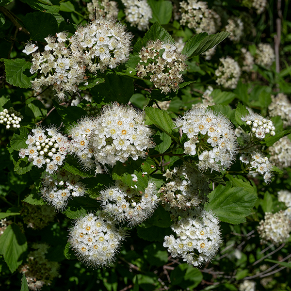 Ninebark is a multistemmed native shrub that can be 3-9' tall; the stems are often recurved and often divide into smaller stems. Young stems are light green to reddish and hairless; older stems are dark brown whose bark shreds into thin strips or broad sheets. The leaves are alternate, 5" long and 4" across, divided into 3-5 shallow lobes that produce an overall oval outline, with a hairless petiole 1/2-1" long. Leaf margins bear coarse teeth or rounded bumps. Where the petiole attaches to the stem, it is flanked on either side by small linear stipules. Round or domed clusters (racemes) of 30-50 flowers arise on the tips of young stems. Individual flowers are about 1/2" across; they have a light green calyx with five triangular teeth, five white petals, 30-40 pink-tipped stamens, and 3-5 styles with yellow stigmas. The inside surface of the flower between the styles and the base of the stamens (the hypanthium) is prominently colored tan, orange, or red. After fertilization, each flower produces 2-5 adjacent fruits "follicles"), greenish-red in color, drooping from the long, slender flower pedicels. Single follicles contain a single, hard seed; the follicles are about 8 mm long with a slender, pointed beak protruding from one side. There are two varieties of ninebark characterized by whether the surface of the follicle is hairy; the variety present in Jackson Park (var. intermedius) has a hairy surface.