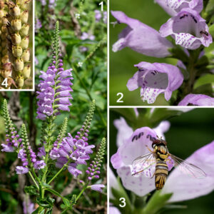Obedient plant flower spikes are up to 10" long, and have four rows of horizontal, tubular flowers or flower buds, with a stem densely covered with fine hairs (usually invisible beneath the tightly packed flowers). Individual flowers are purplish-pink, lavender, or white, with darker spots or stripes on the interior. Each 1" long flower consists of a hood-like upper lip and a broad lower lip with two small lateral lobes and a larger medial lobe. Four stamens with purple anthers lie just below (but within) the upper lip. The style lies among the stamens but is slightly longer; it bears a bifurcated stigma. The ~1/2" long calyx is green, tubular, with five sharp, flaring triangular lobes; it is densely covered with short, fine hairs. The fruit consists of four nutlets housed in the persistant calyx. Obedient plant will grow in most sunny habitats but prefers moist sites near water.