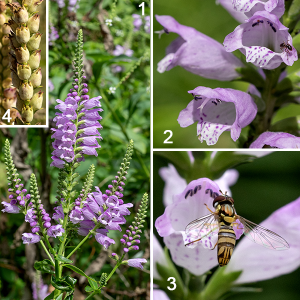 Obedient plant flower spikes are up to 10" long, and have four rows of horizontal, tubular flowers or flower buds, with a stem densely covered with fine hairs (usually invisible beneath the tightly packed flowers). Individual flowers are purplish-pink, lavender, or white, with darker spots or stripes on the interior. Each 1" long flower consists of a hood-like upper lip and a broad lower lip with two small lateral lobes and a larger medial lobe. Four stamens with purple anthers lie just below (but within) the upper lip. The style lies among the stamens but is slightly longer; it bears a bifurcated stigma. The ~1/2" long calyx is green, tubular, with five sharp, flaring triangular lobes; it is densely covered with short, fine hairs. The fruit consists of four nutlets housed in the persistant calyx. Obedient plant will grow in most sunny habitats but prefers moist sites near water.