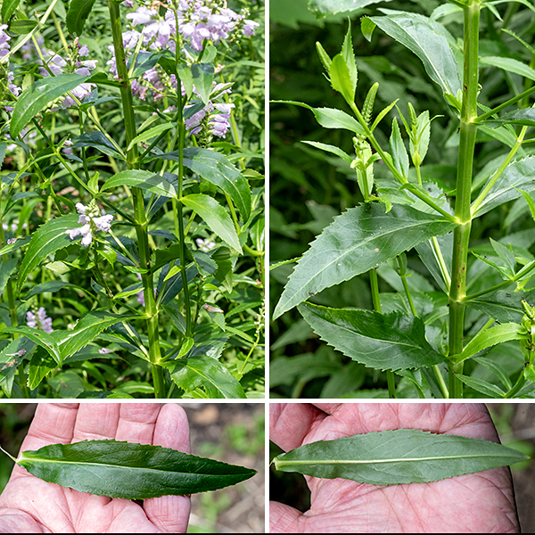 Obedient plant gets up to 4' tall, largely unbranched except near the inflorescence, with a four-angled (square), hairless, hollow stem. The leaves are opposite, lance-like, at least three times longer than wide, widest just above the middle, sessile, and with sharp "sawteeth" along their margins. Obedient plant will grow in most sunny habitats but prefers moist sites near water.